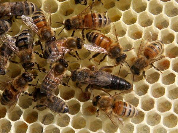 Giải mã giấc mơ thấy tổ ong gợi ý những con số may mắn