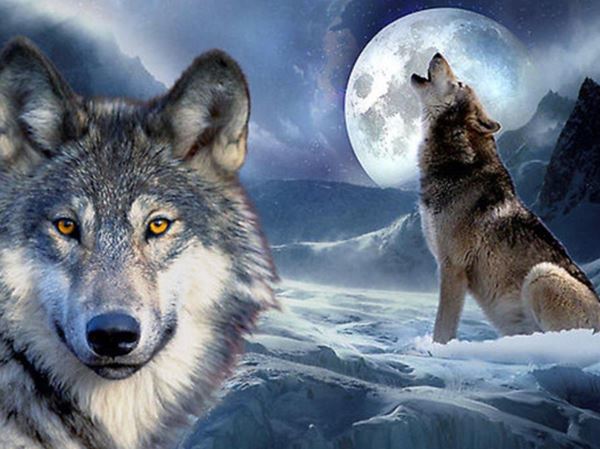 Mơ thấy chó sói có phải điềm báo xui xẻo? Đánh con gì?