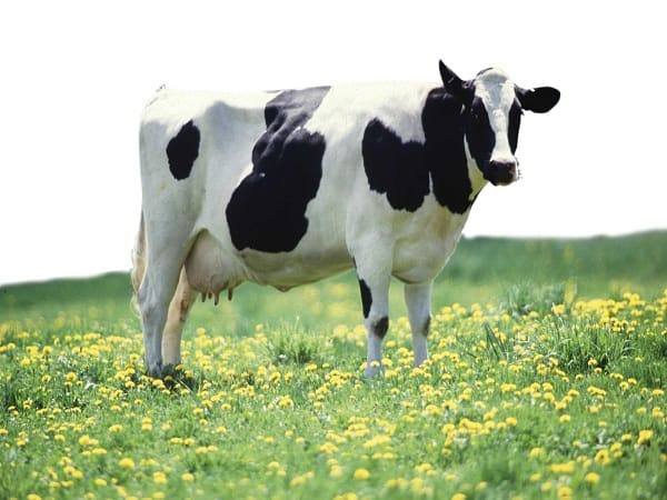 Chiêm bao thấy con bò sữa đánh con gì?