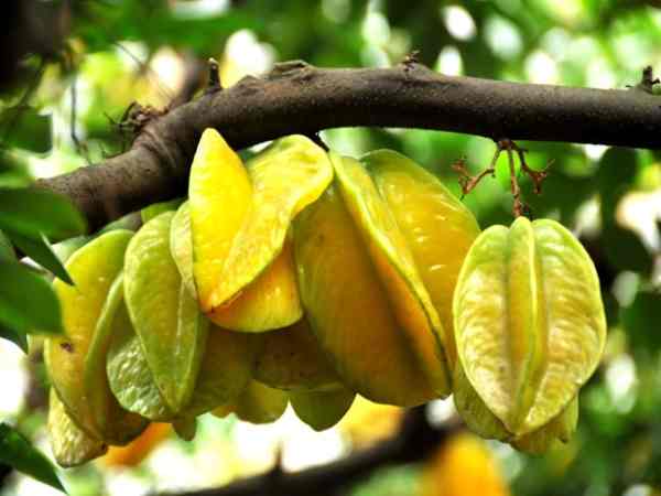 mơ thấy quả khế