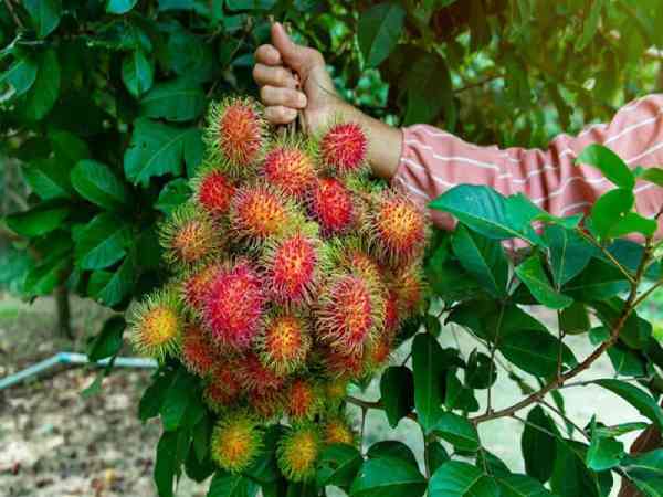 Điềm báo ngủ mơ thấy quả chôm chôm
