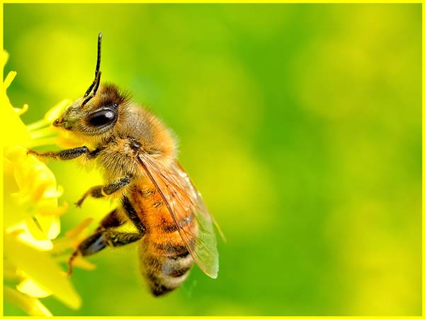 Giải mã ý nghĩa giấc mơ thấy ong mật