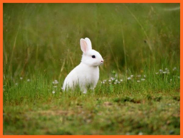 Mơ thấy con thỏ hay về số mấy ẩn chứa con số đẹp nào