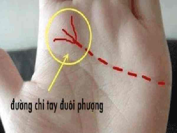 Ý nghĩa đường chỉ tay đuôi phượng vận may tướng trời ban