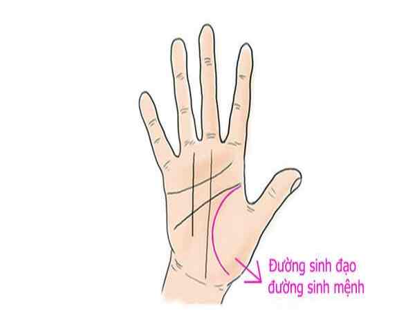 Ý nghĩa của chỉ tay sinh mệnh trong nhân tướng học