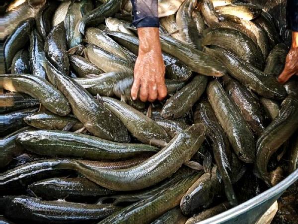 Mẹo hóa giải vận hạn khi mộng thấy bắt cá lóc