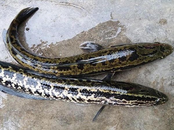 Nằm mơ thấy bắt cá lóc đen