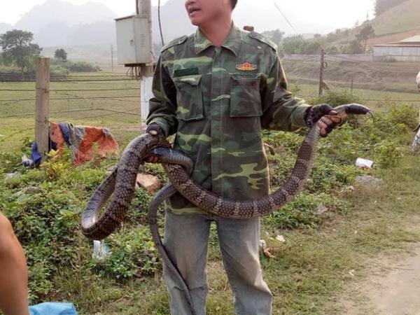 Giải mã ý nghĩa giấc mộng thấy bắt rắn chung chung