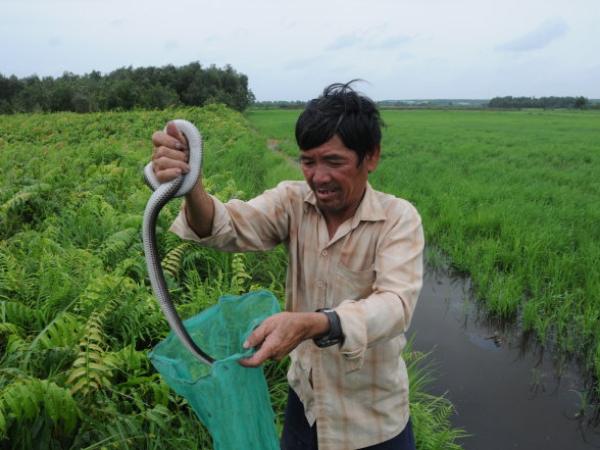 Phân tích ý nghĩa giấc mơ thấy bắt rắn là điềm gì?