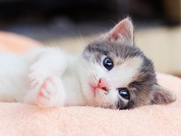 Giải mã hiện tượng mơ thấy mèo con dựa trên cơ sở khoa học