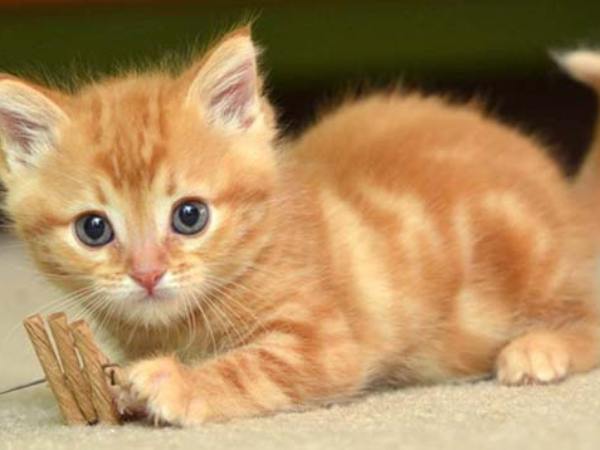 Nằm mơ thấy mèo con màu vàng