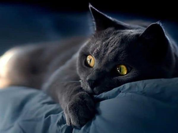 Mơ thấy mèo đen nhảy vào người