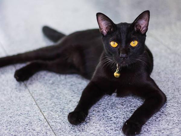 Nằm mơ thấy mèo đen cắn tay