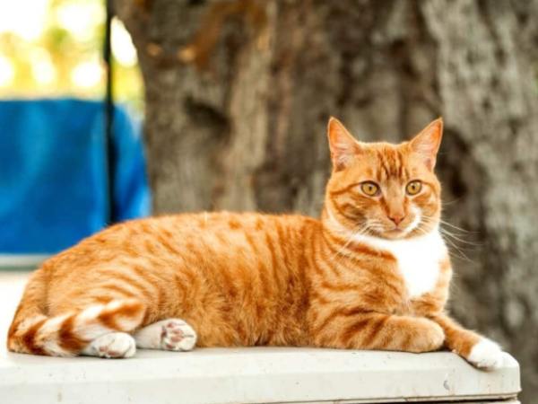 Nằm mơ thấy con mèo vàng có giúp tài vận hanh thông?