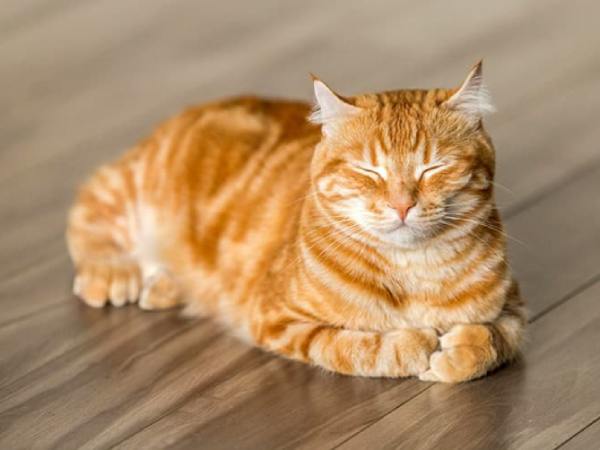 Làm sao giảm vận hạn khi mộng thấy mèo vàng?