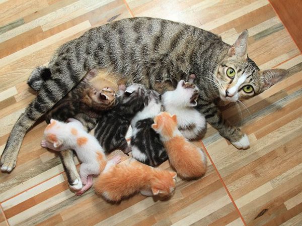 Giải mã bí ẩn những giấc mơ thấy mèo đẻ là điềm gì?