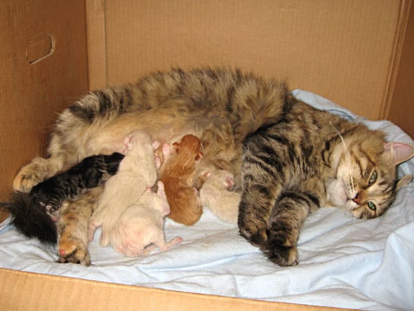 Giải mã nằm mơ thấy mèo đẻ đánh con gì trúng thưởng?