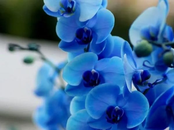 Giải mã chi tiết các giấc mơ thấy hoa lan