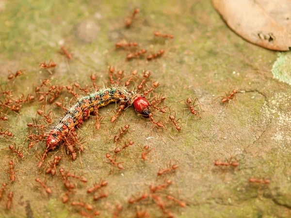 Giải mã nằm mơ thấy nhiều kiến đánh con gì, số mấy may mắn?