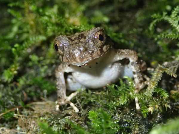 Nằm mơ thấy rắn to là điềm gì có số gì vượng phát