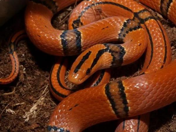 Nằm mơ thấy rắn to là điềm gì trong cuộc sống tương lai