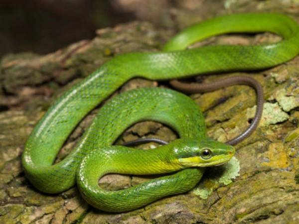 Chiêm bao thấy rắn xanh bò lên người