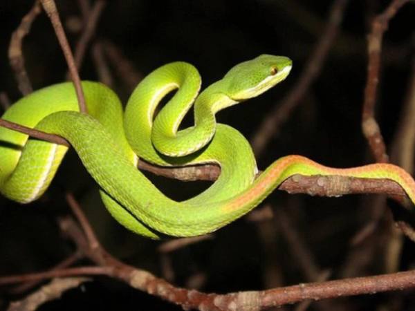 Giải mã ý nghĩa giấc mơ thấy rắn xanh là điềm gì?