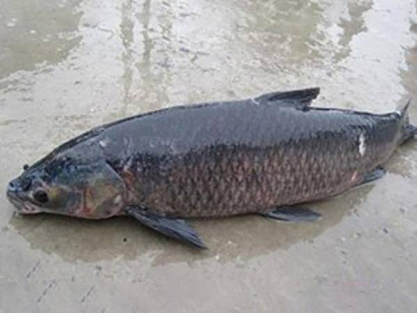 Mơ thấy cá trắm đen là điềm báo hay xấu