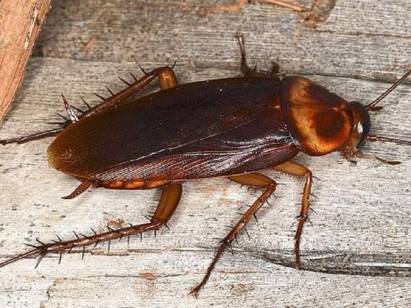 Mơ thấy mình giết con gián