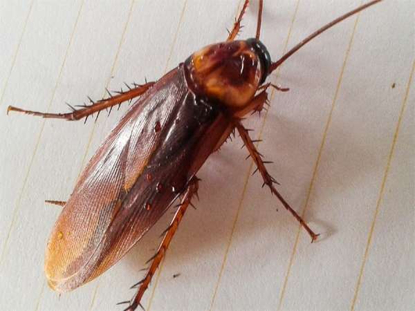 mơ thấy con gián