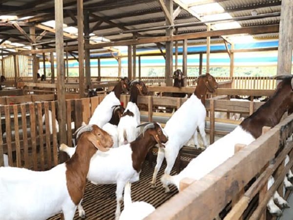 Giải mã chi tiết các giấc mơ thấy đàn dê