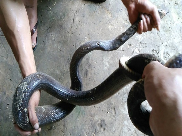 Nằm mơ thấy giết rắn là điềm gì may mắn hay xui xẻo