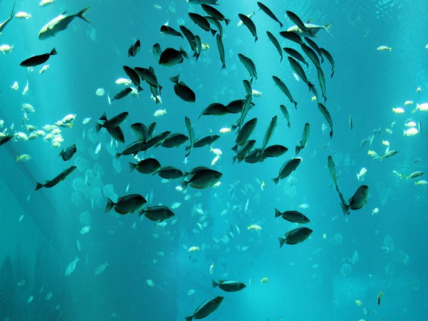 Giải mã nằm mơ thấy nhiều cá đánh con gì, số mấy may mắn?