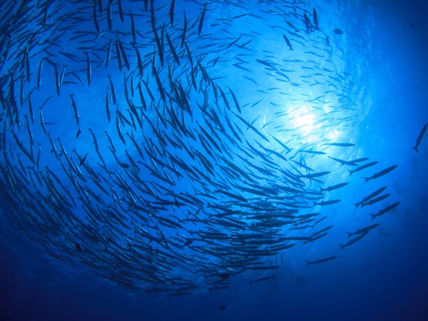 Nằm mơ thấy nhiều cá là điềm gì dưới góc nhìn khoa học?