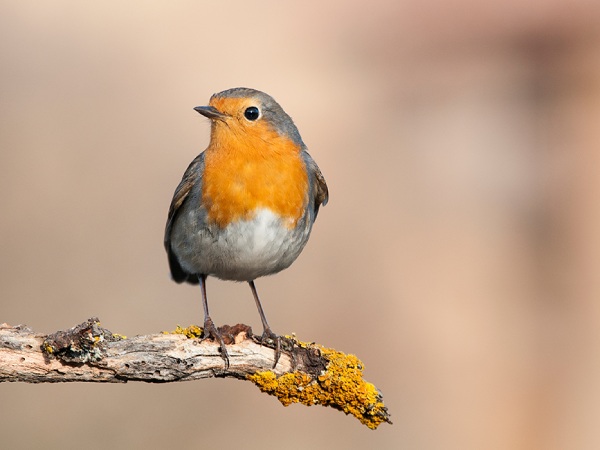 Nằm mơ thấy chim non có con gì phát tài phát lộc Nằm mơ thấy chim non có con gì phát tài phát lộc