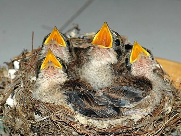 Nằm mơ thấy chim non có con gì phát tài phát lộc