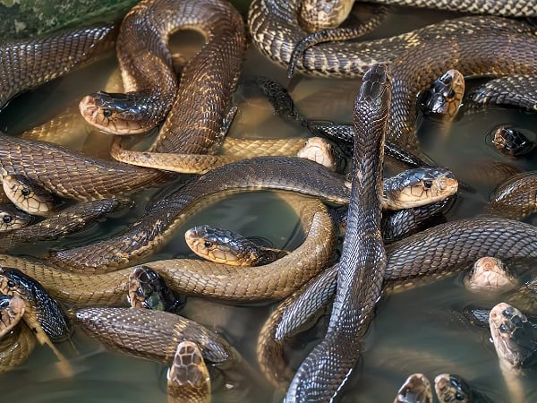 Lý giải nằm mơ thấy nhiều rắn trong nhà là điềm gì, số mấy?