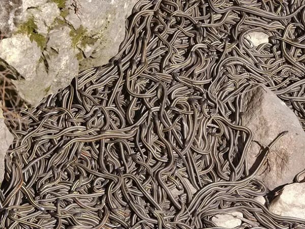 Giải mã nằm mơ thấy nhiều rắn trong nhà đánh con gì, số mấy may mắn?